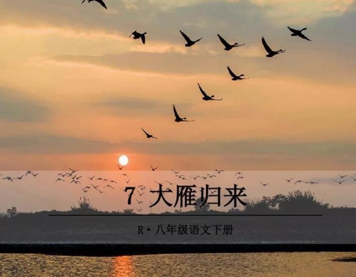 《大雁归来》的作者是谁