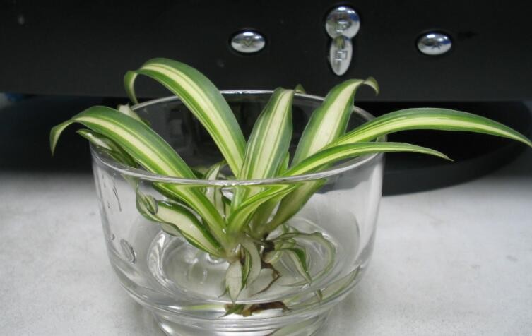 水培植物有哪些优点