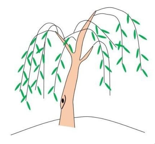柳树简笔画怎么画
