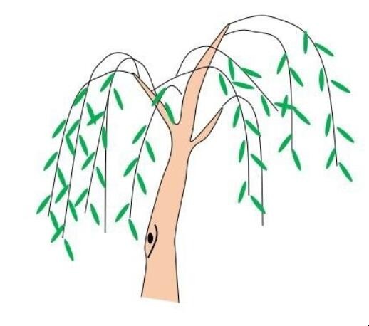 柳树简笔画怎么画