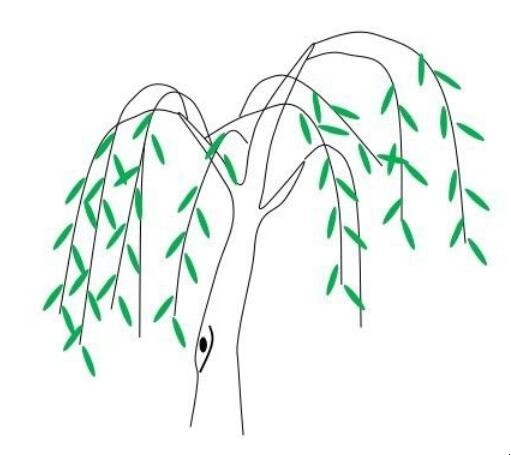 柳树简笔画怎么画
