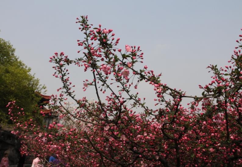 桃花劫是什么意思