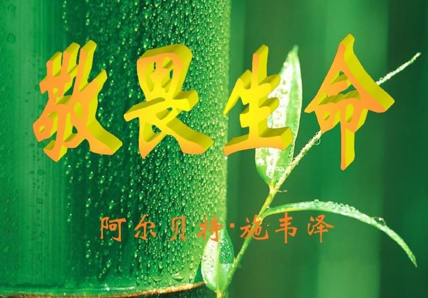 敬畏生命的句子有哪些