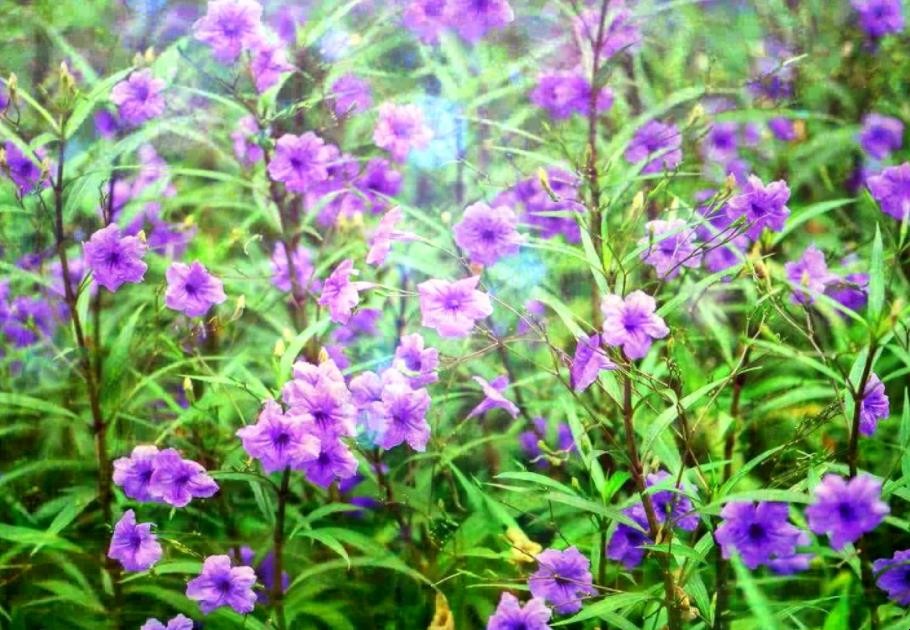 《兰花草》