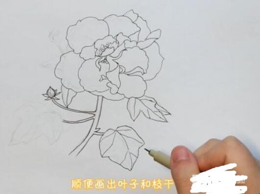 芙蓉花简笔画怎么画