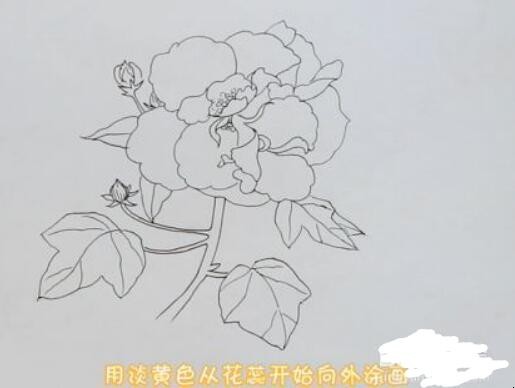 芙蓉花简笔画怎么画