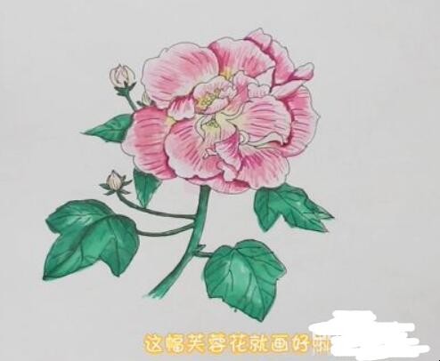 芙蓉花简笔画怎么画