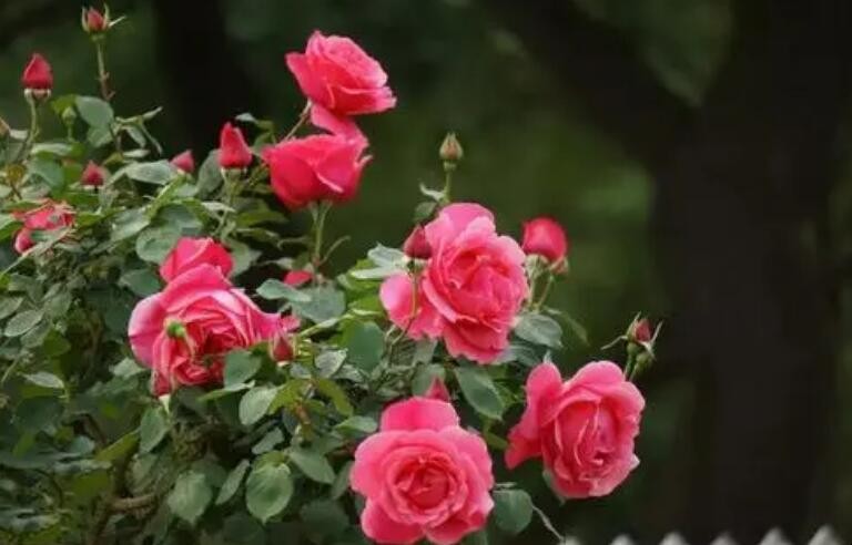 月季花花语是什么