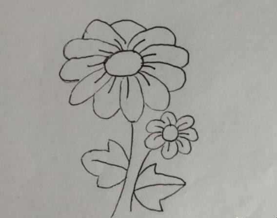 菊花简笔画怎么画