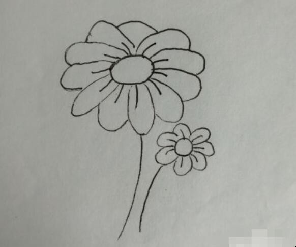 菊花简笔画怎么画