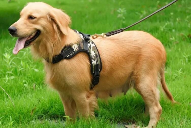 狗和犬的区别是什么