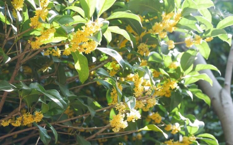 桂花的花语是什么