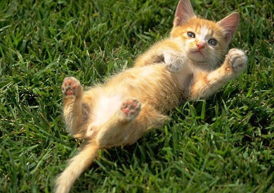 《猫》的教学反思怎么写